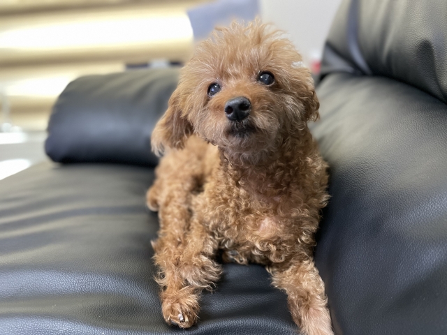 飼えない場合の里親探しの注意点