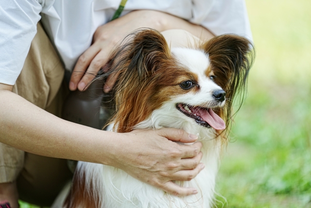 パピヨンの飼いやすさに関するよくある質問（FAQ）