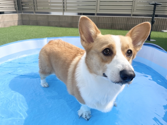 自宅で犬用プールを設置するときの環境づくり