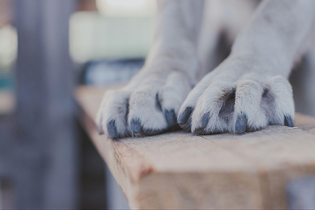 愛犬の爪切りを怠るとどうなる？放置するリスク