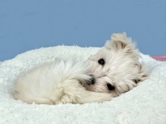 小型ミックス犬のしつけポイント