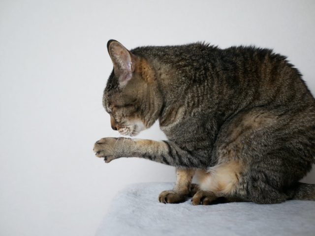 老猫の適切な爪ケア方法