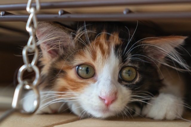 子猫をケージから出す時の注意点