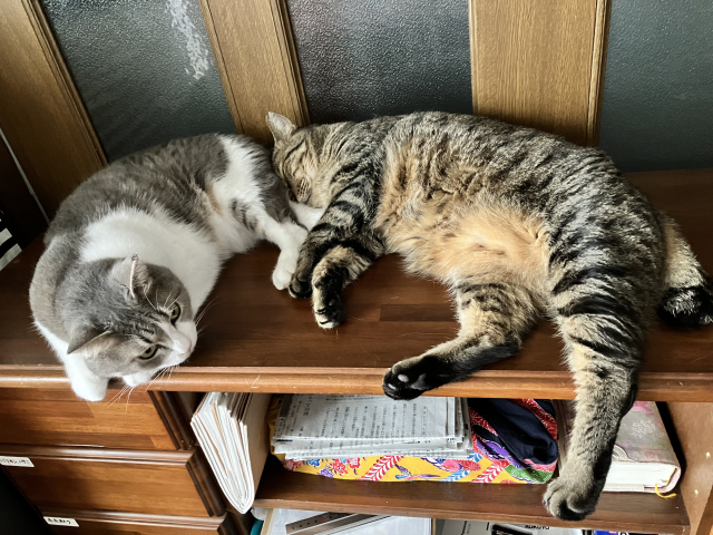 災害時に留守番中の猫を助けてもらうための備え