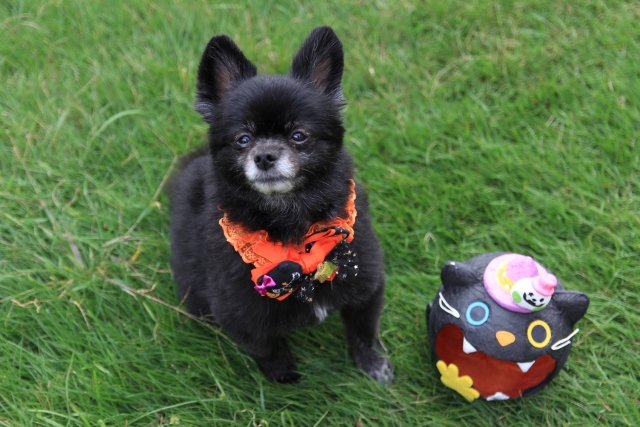 ポメラニアンの毛玉に関するよくある疑問