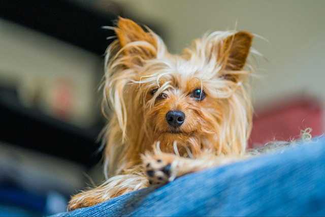 犬がブラッシングを嫌がるときの対策