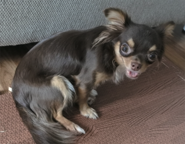 地震が起こると、犬や猫はどうなる?