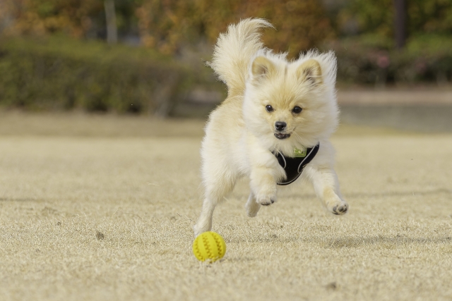 ポメラニアンの抜け毛が多い理由と被毛の特徴