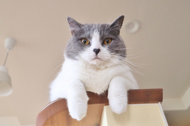 猫にとって快適な室温とは？