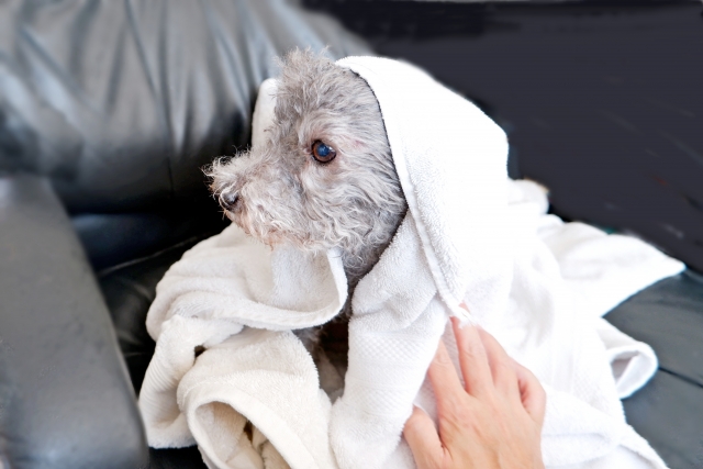 【手順】犬のシャンプー後の正しい乾かし方