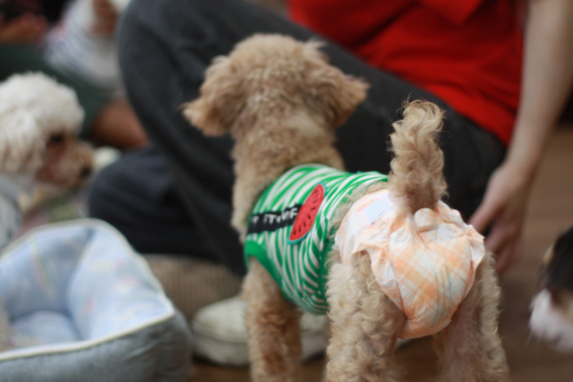 犬連れイベントでの基本マナー