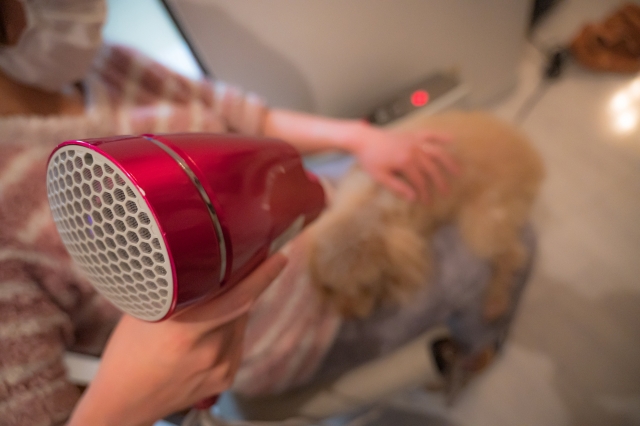 ドライヤー嫌いな愛犬に絶対やってはいけないNG行動