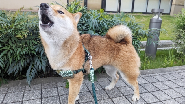 柴犬をマンションで飼う際の4つの注意点