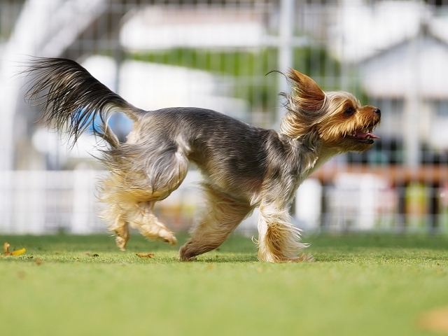 ヨークシャー・テリアは抜け毛が少ないとされる理由