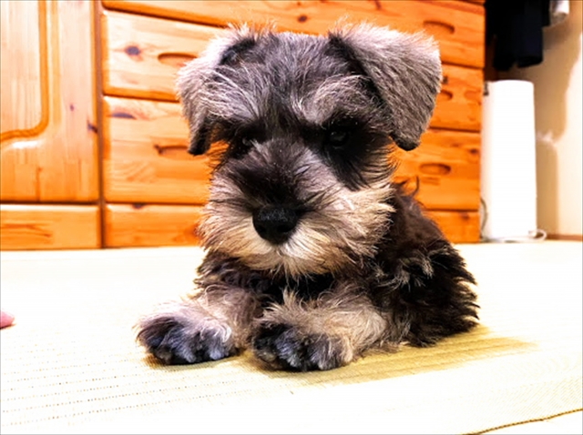 【ライフステージ別】ミニチュア・シュナウザーの散歩方法