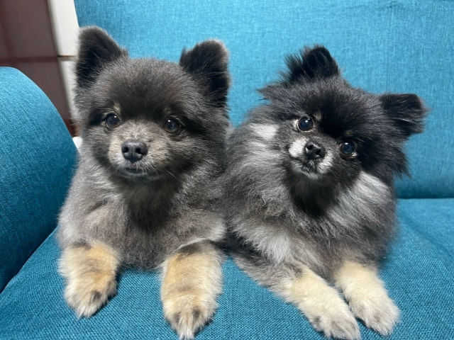 ポメラニアンの抜け毛に関するよくある質問