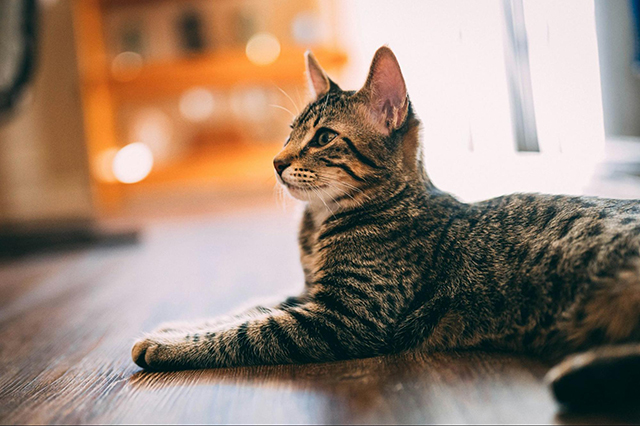 愛猫家を悩ませる床のトラブル