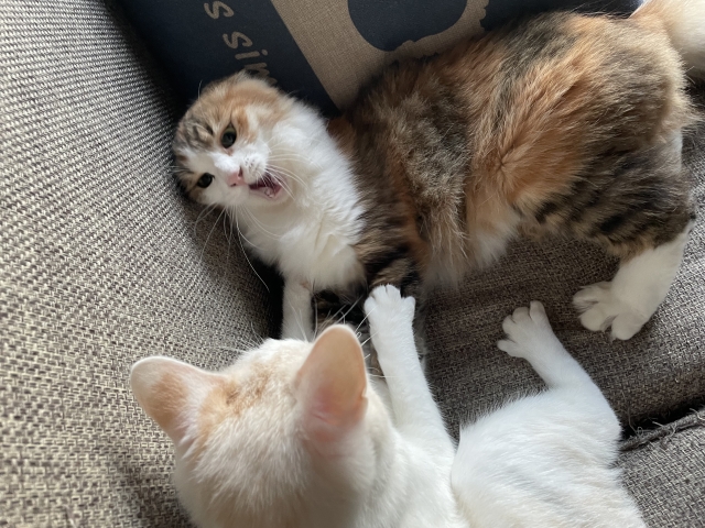 多頭飼いのデメリット