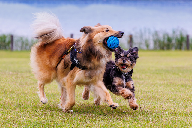 犬の免疫とは？まず知っておきたい基礎知識