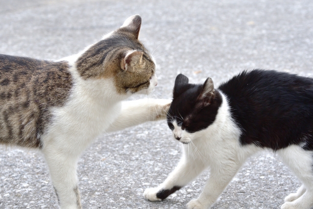 野良猫や鳥・虫など外からの刺激の増加