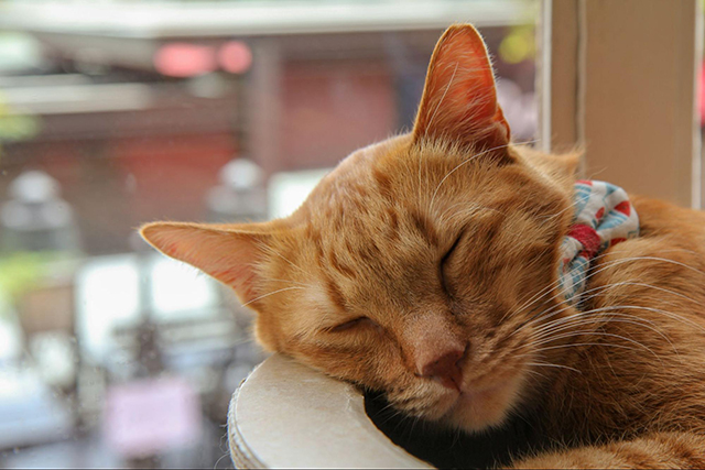 愛猫が快適に過ごせる夏の寝床づくりのポイント