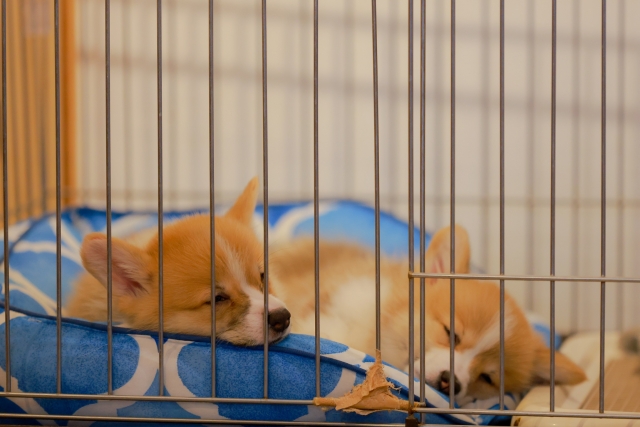 犬を多頭飼いするときのケージ配置でよくある質問
