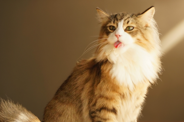 サイベリアン用キャットタワーの選び方