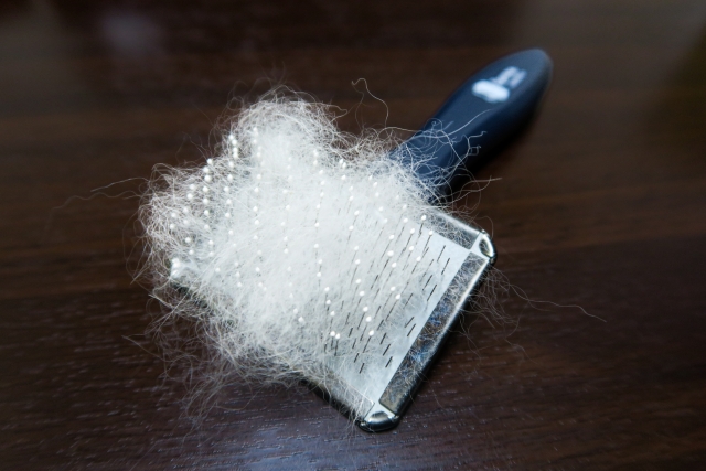 短毛なのに抜け毛がひどい理由｜ビーグルの被毛構造を解説