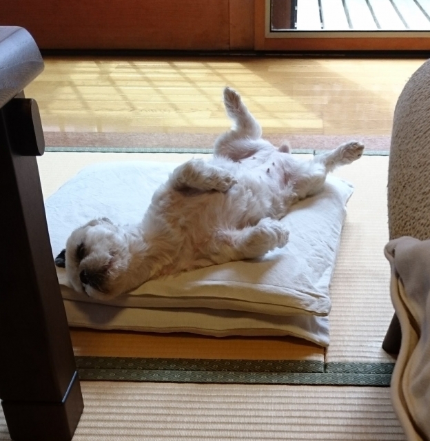 犬が夏バテする主な原因