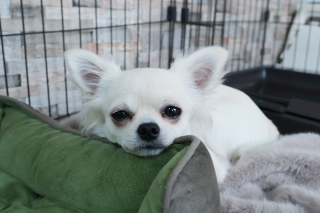 チワワのケージを選ぶ際によくある疑問