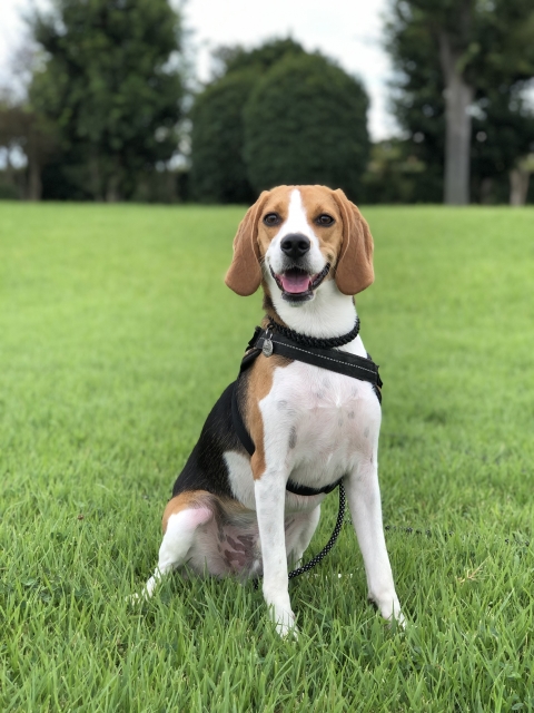 ビーグルの抜け毛は工夫次第でラクになる