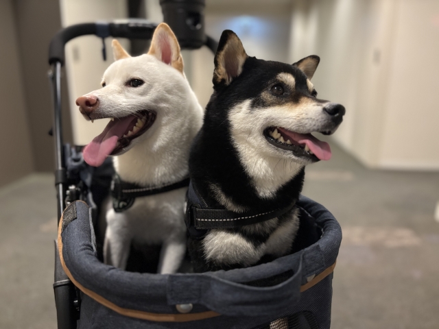ペットカートは「愛犬のため」でもあり「飼い主さんのため」の道具