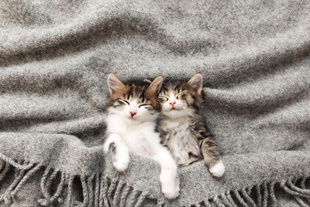 秋に猫が快適に過ごすためのよくある質問（FAQ）