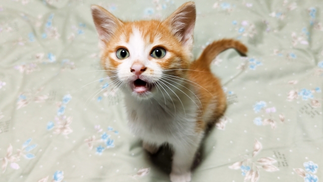 子猫のしつこい「要求鳴き」の対策