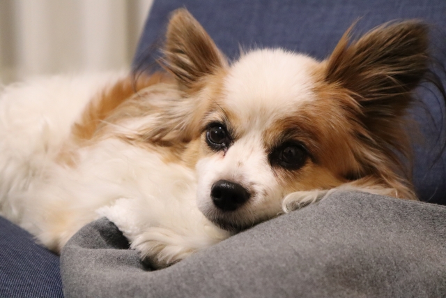 パピヨンの抜け毛がひどいと感じる4つの原因