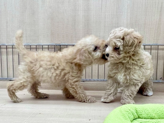 子犬との遊びはなぜ必要？正しい遊び方が成長に与える影響