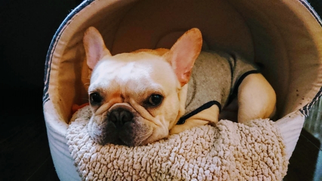 フレンチ・ブルドッグ向けベッドの選び方！サイズや素材のポイント