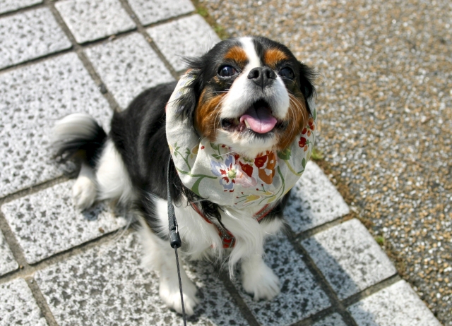 キャバリア・キング・チャールズ・スパニエルの性格に関するよくある質問