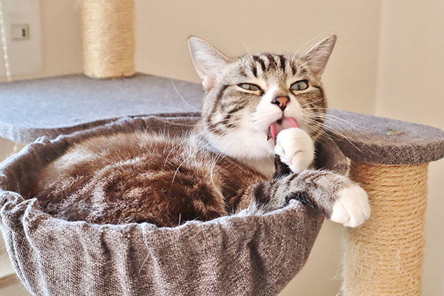 猫の健康を守るために見直したい住環境