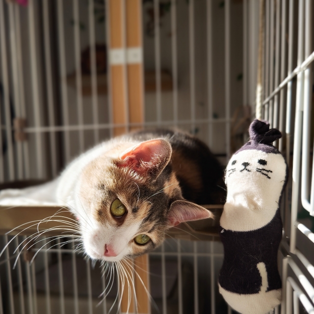 猫のケージの基本レイアウト|トイレ・ごはん・寝床