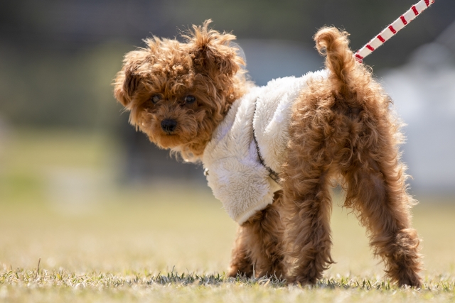ストレス以外に注意したい春の健康リスク