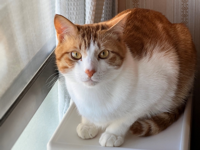 一人暮らしで猫を飼う場合のもしもの備え