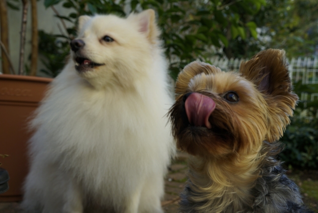 日本スピッツとの暮らしを快適にする住環境