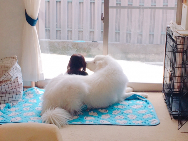グレート・ピレニーズと快適に暮らす生活環境