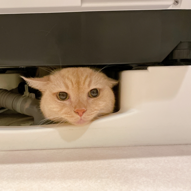 留守番中の災害による猫の脱走・行方不明への備え