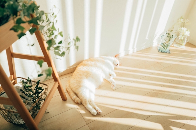 【引っ越し後】愛猫へのケアと安心できる環境づくり