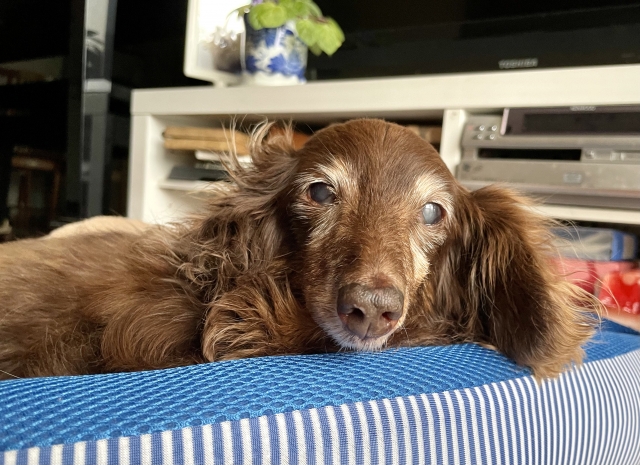 寝たきりのシニア犬が楽に過ごせる住環境づくり