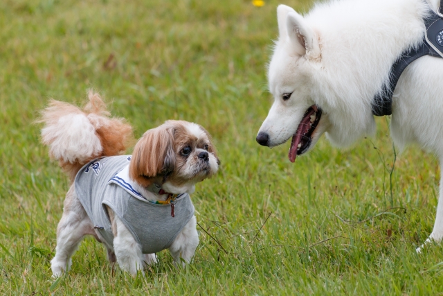 シー・ズーが吠える主な5つの理由と心理