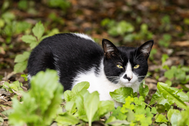 猫の外飼いによるトラブルと飼い主の責任