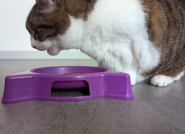 シニア猫がごはんを食べないときの対処法｜シーン別に解説